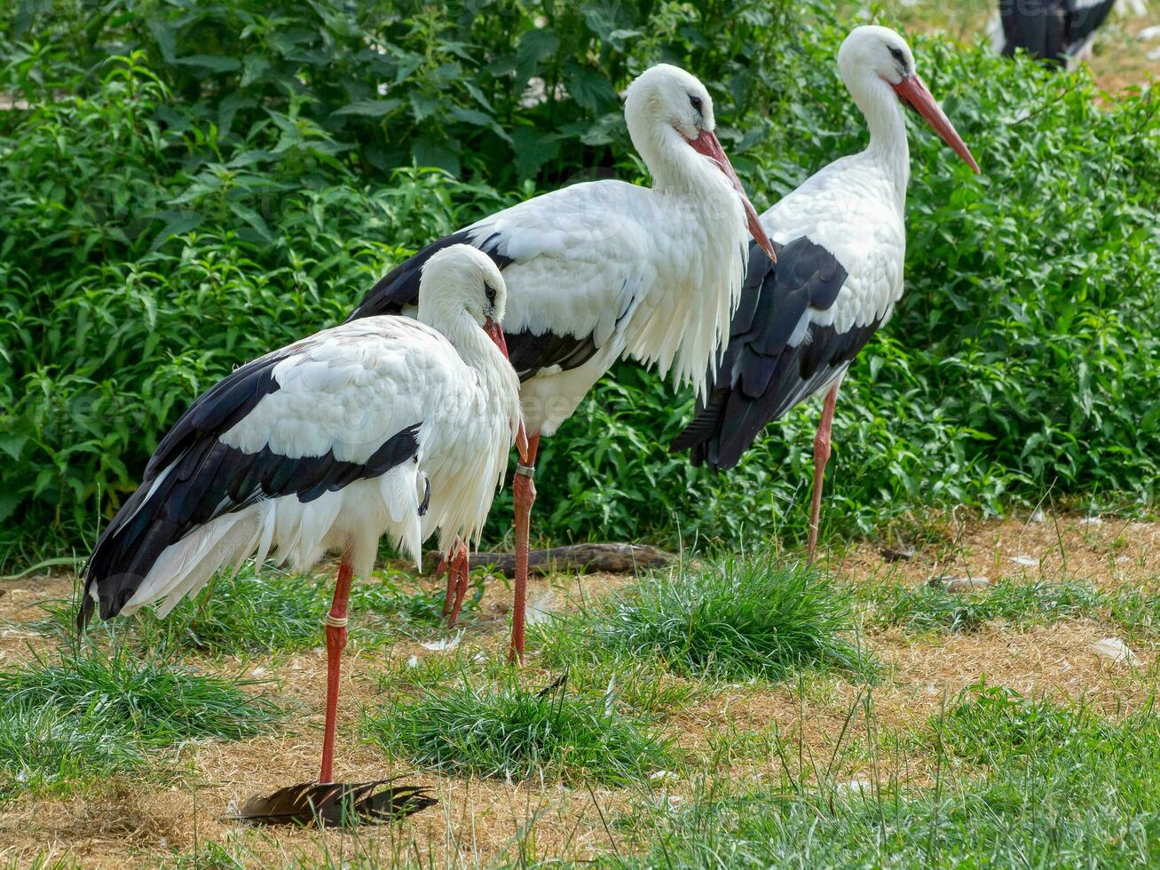 storks in germany photo