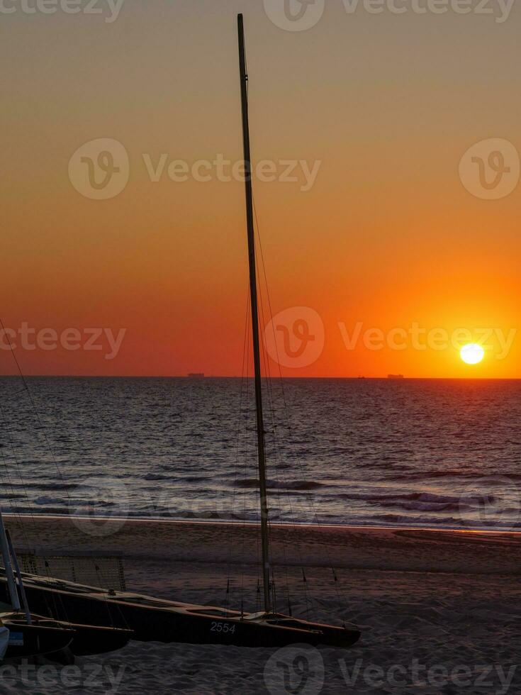 Delaware haan a el norte mar en Bélgica foto