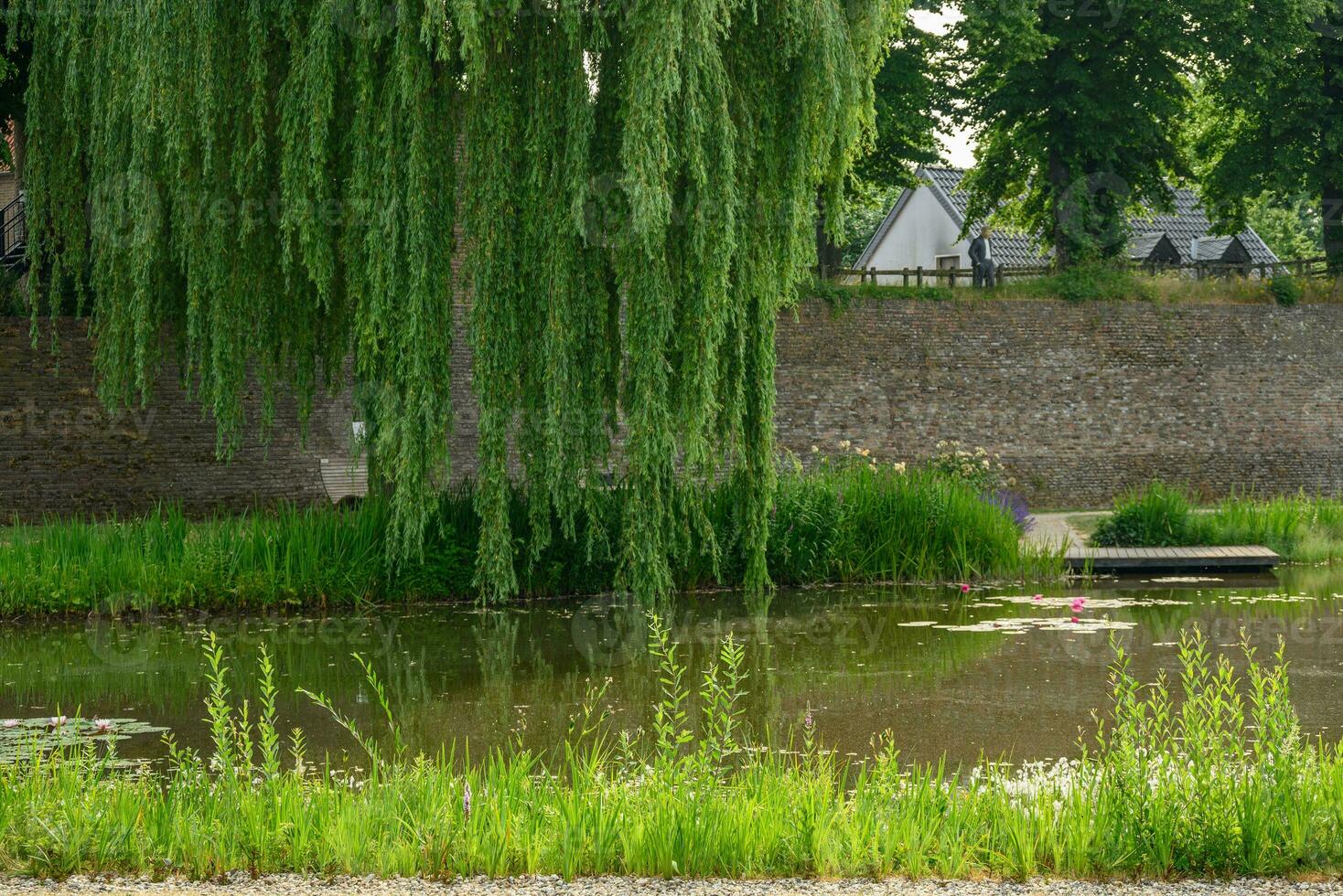 cañas en el río Rin foto