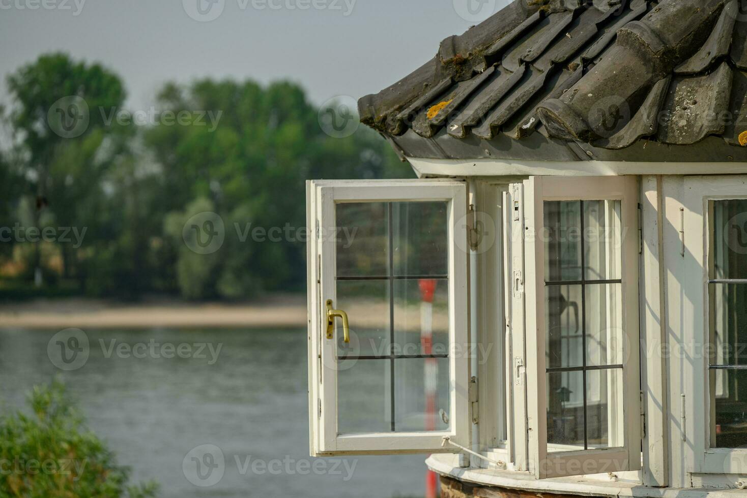 cañas en el río Rin foto