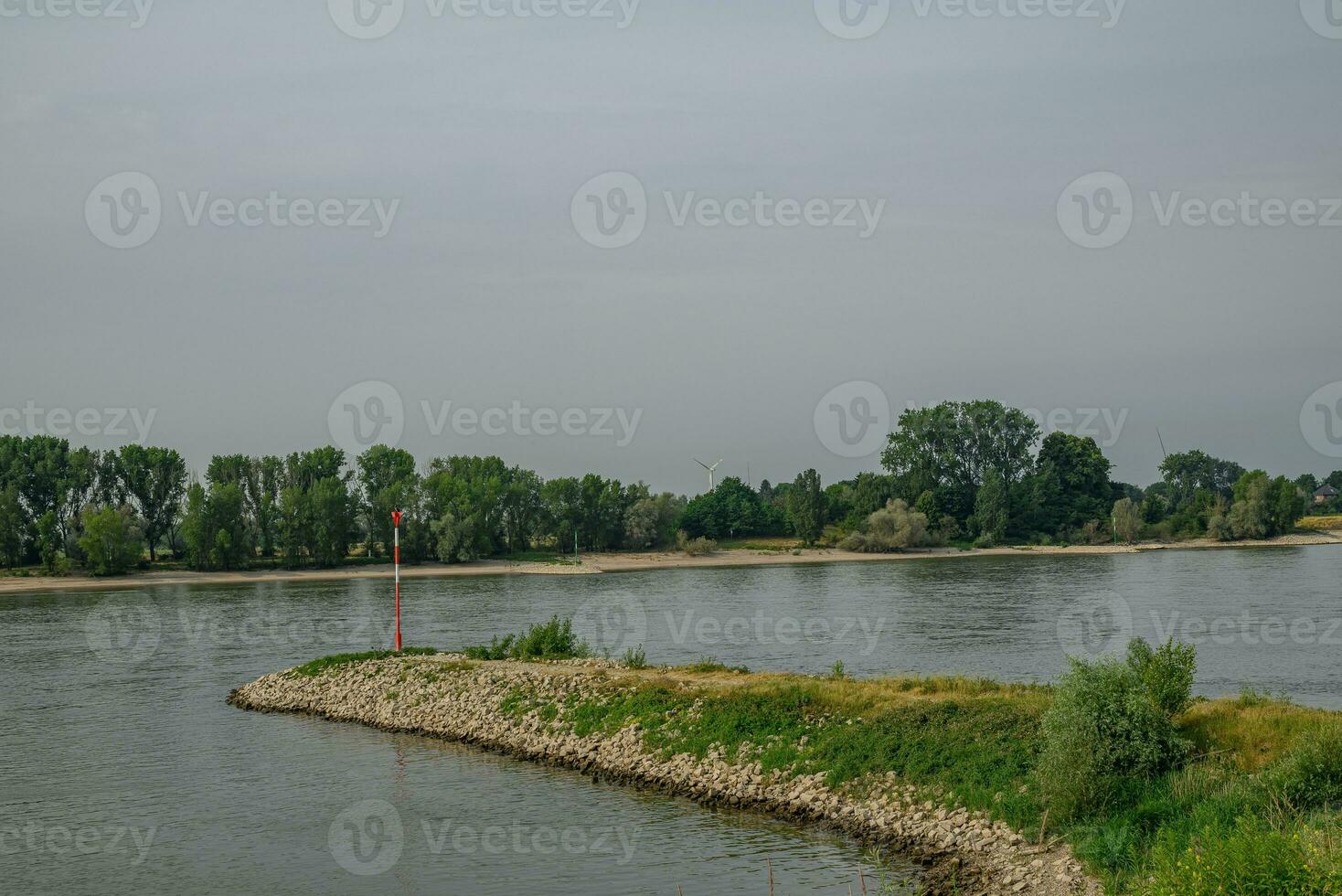 cañas en el río Rin foto