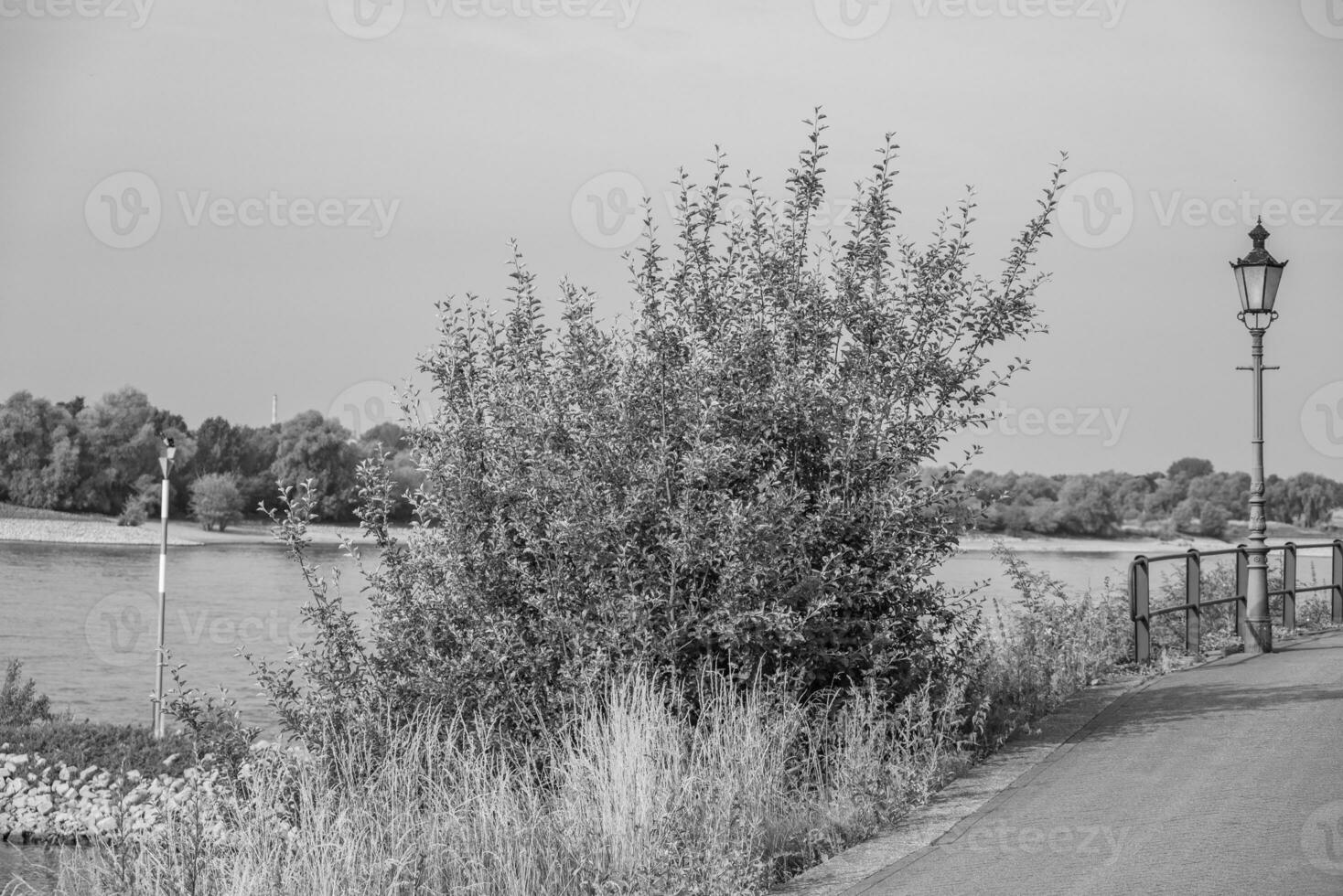 rees at the rhine river photo