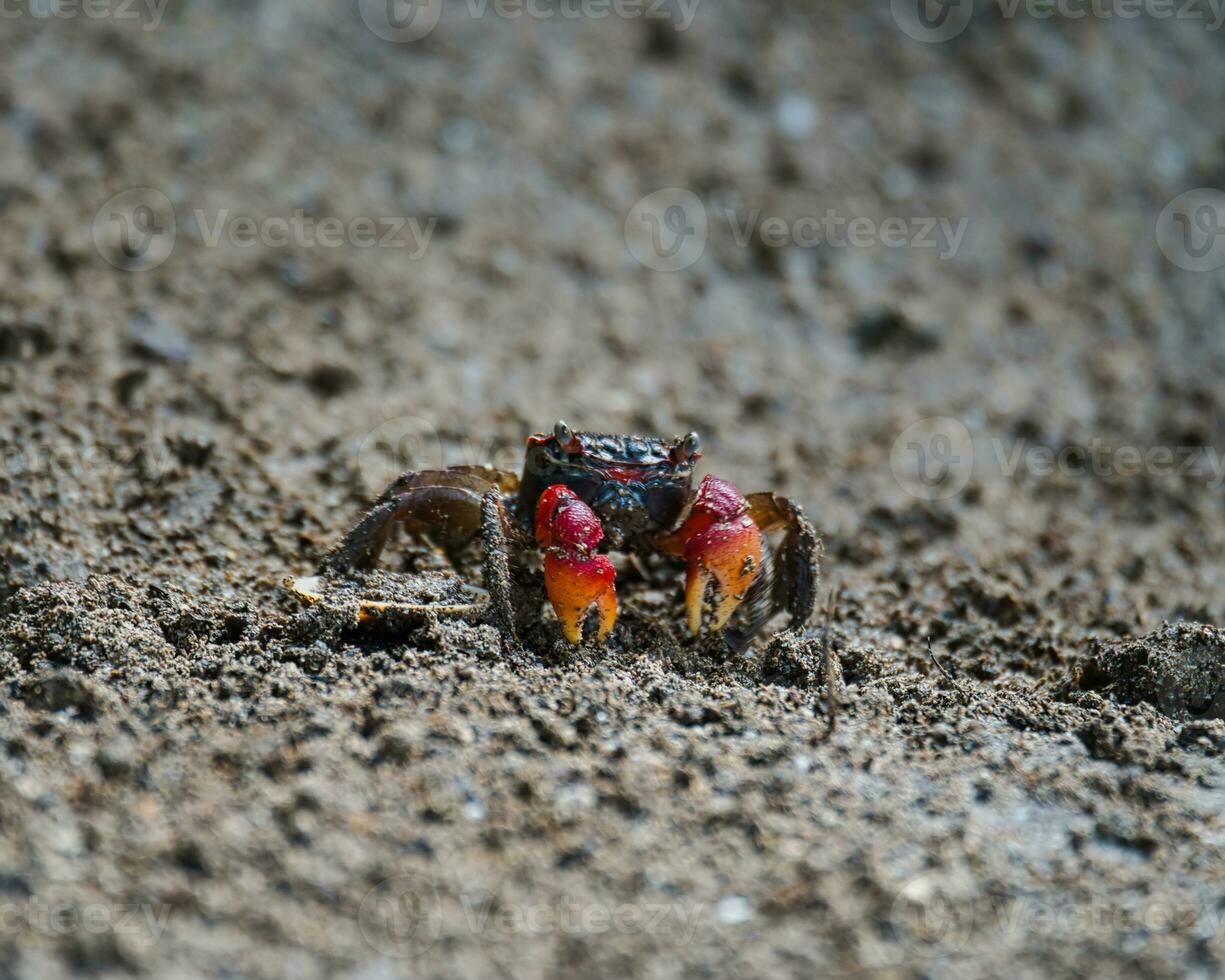 Red Claw Crab near the beach in the dark soil digging, Mahe Seychelles photo