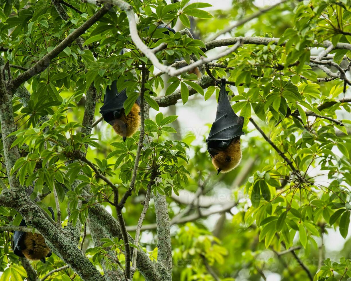 frutas murciélagos entrega dentro el botánico jardín en el algodón árbol, mahe seychelles foto