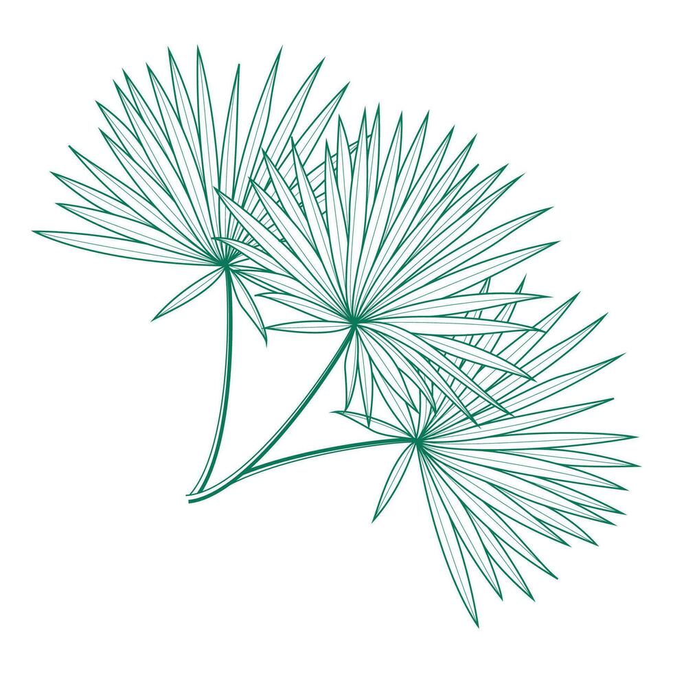 Saribus rotundifolius palm leaf vector design template