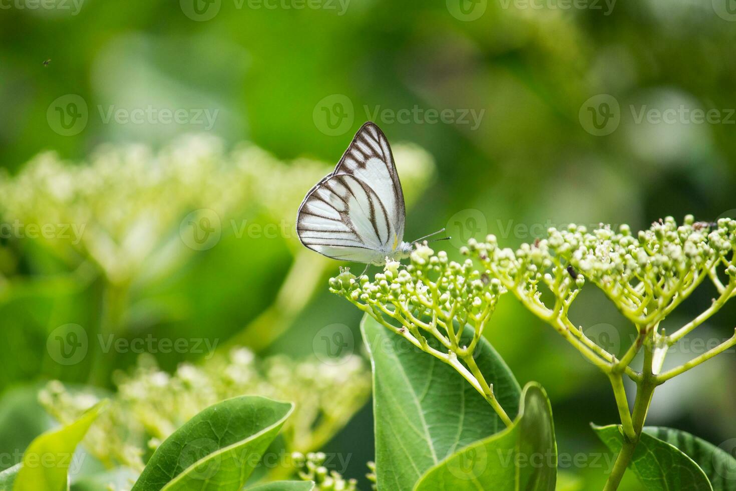 mariposa sentado en flor o verde hoja foto