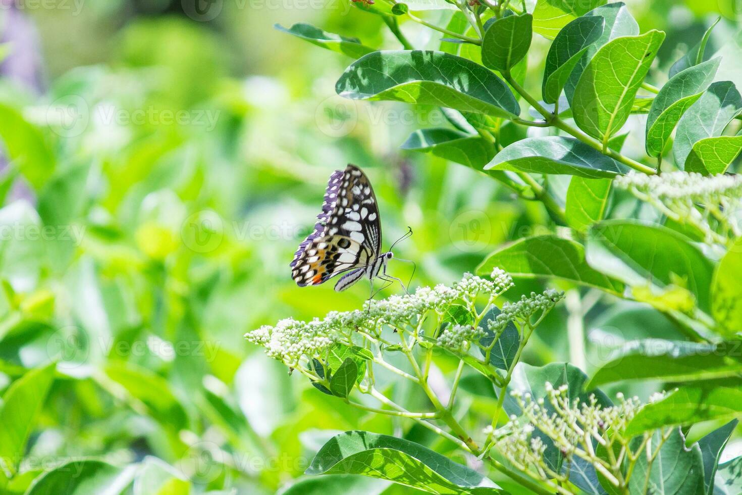 Butterfly sitting on flower or green leaf photo