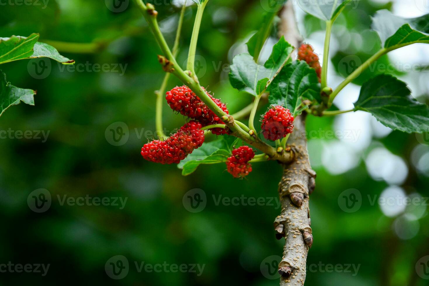 red mulberry fruit in thiere brunch photo