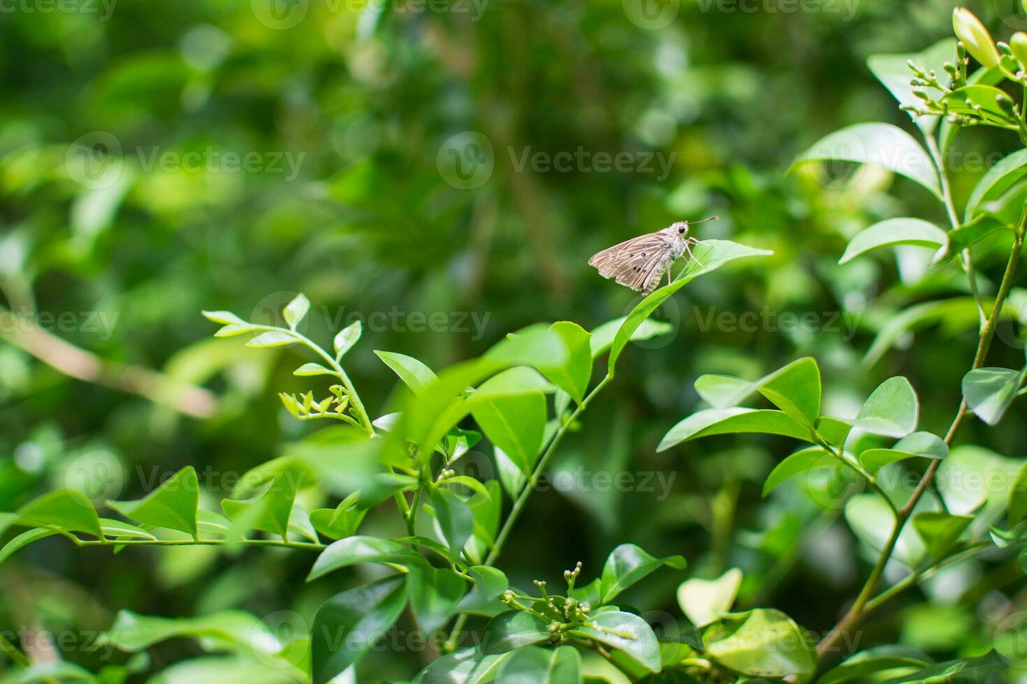 Butterfly sitting on flower or green leaf photo