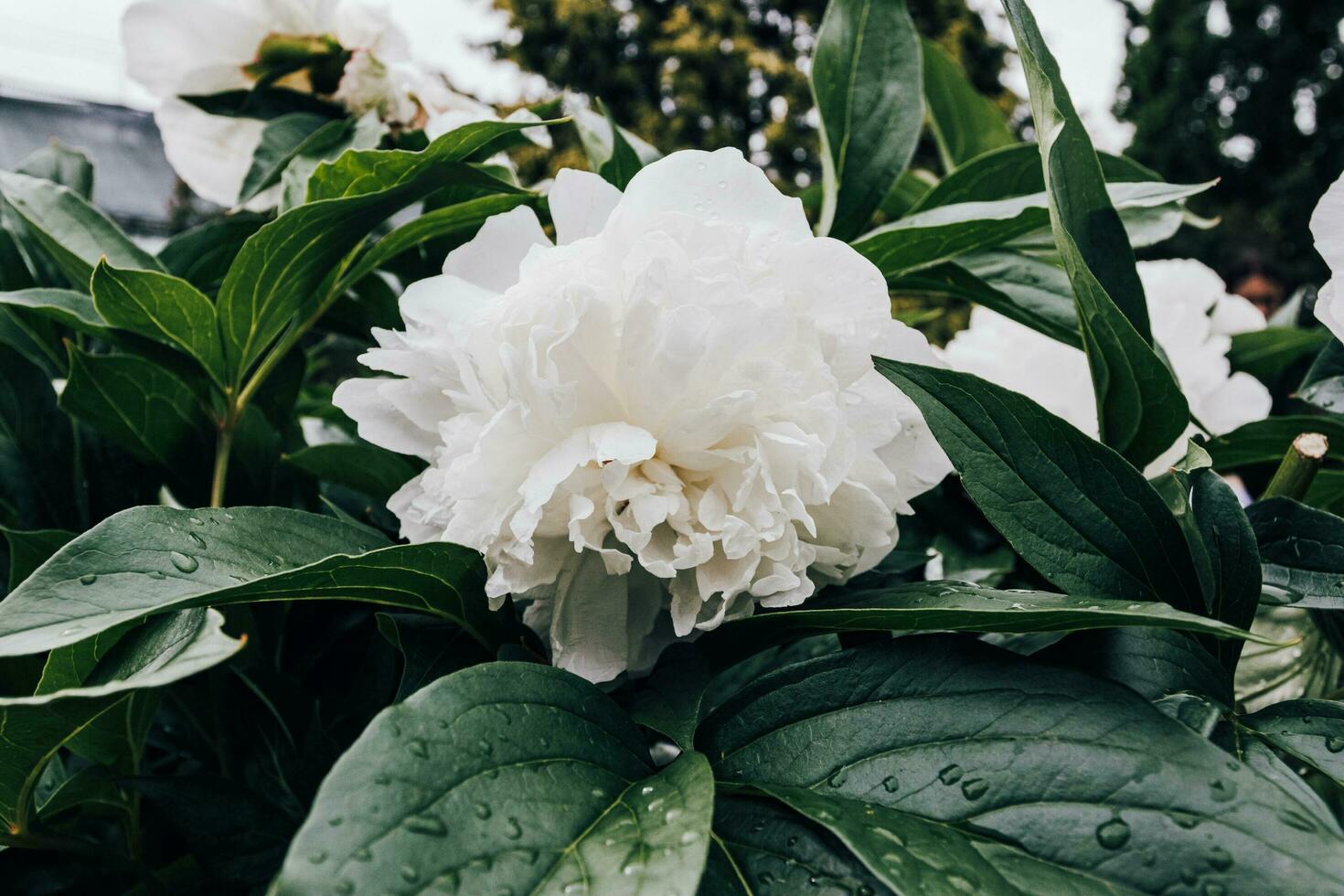 Beautiful Flower Image, White photo