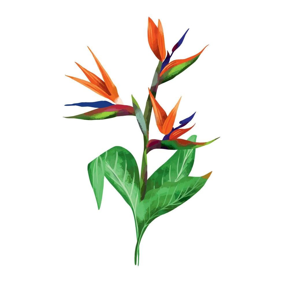 Flower strelitzia bird of paradise with green leaves. Vector illustration of exotic flowers in a watercolor style on a white background. Wedding invitations, greeting cards, summer banners.