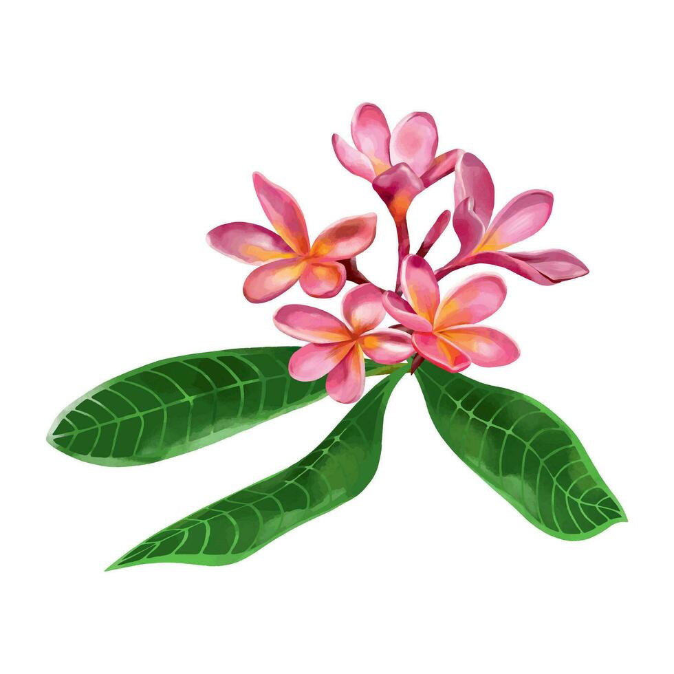rosado plumeria con verde hojas. vector ilustración de exótico flores en un acuarela estilo en un blanco antecedentes. diseño elemento para Boda invitaciones, saludo tarjetas, verano pancartas