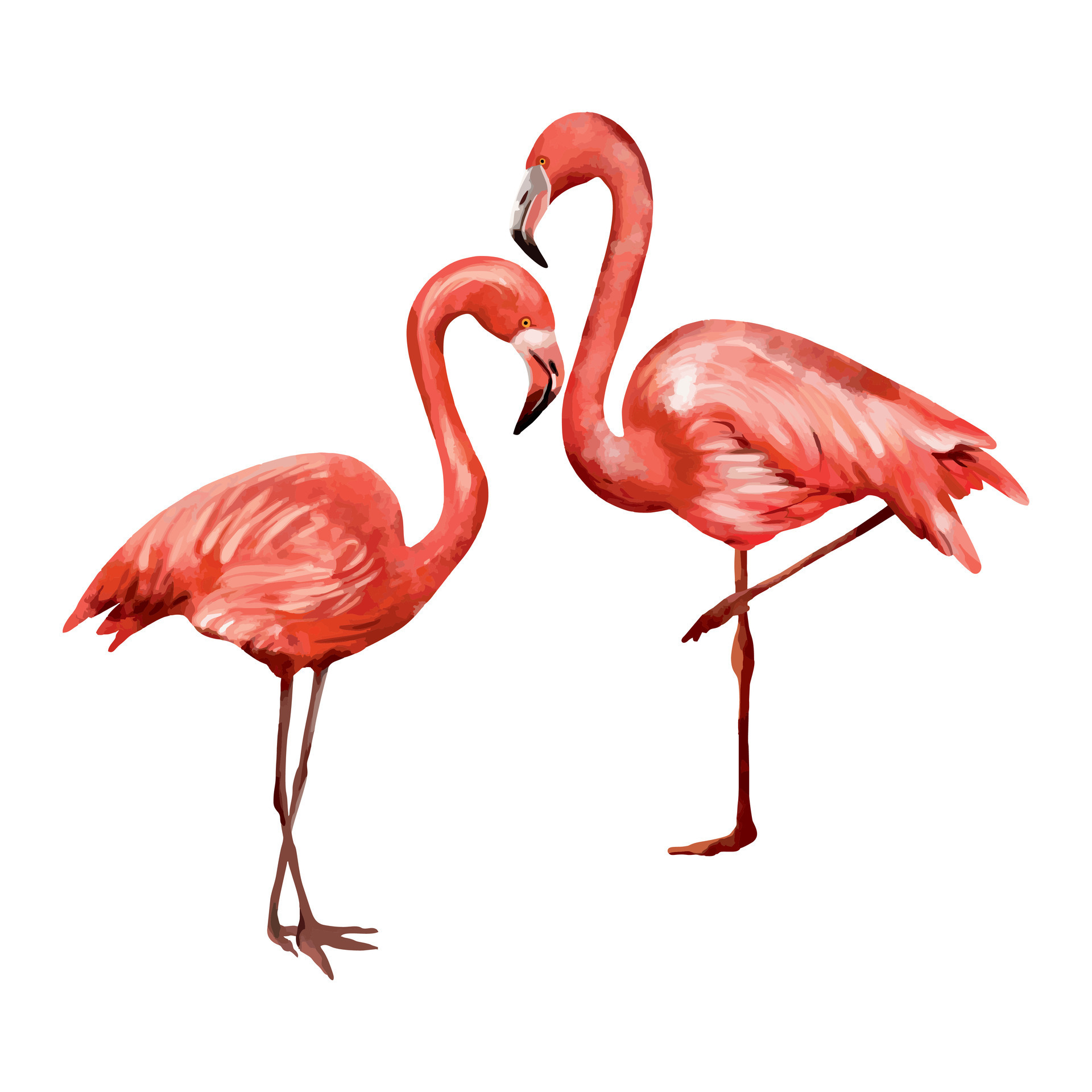 dos rosado flamencos vector ilustración de tropical aves en un acuarela