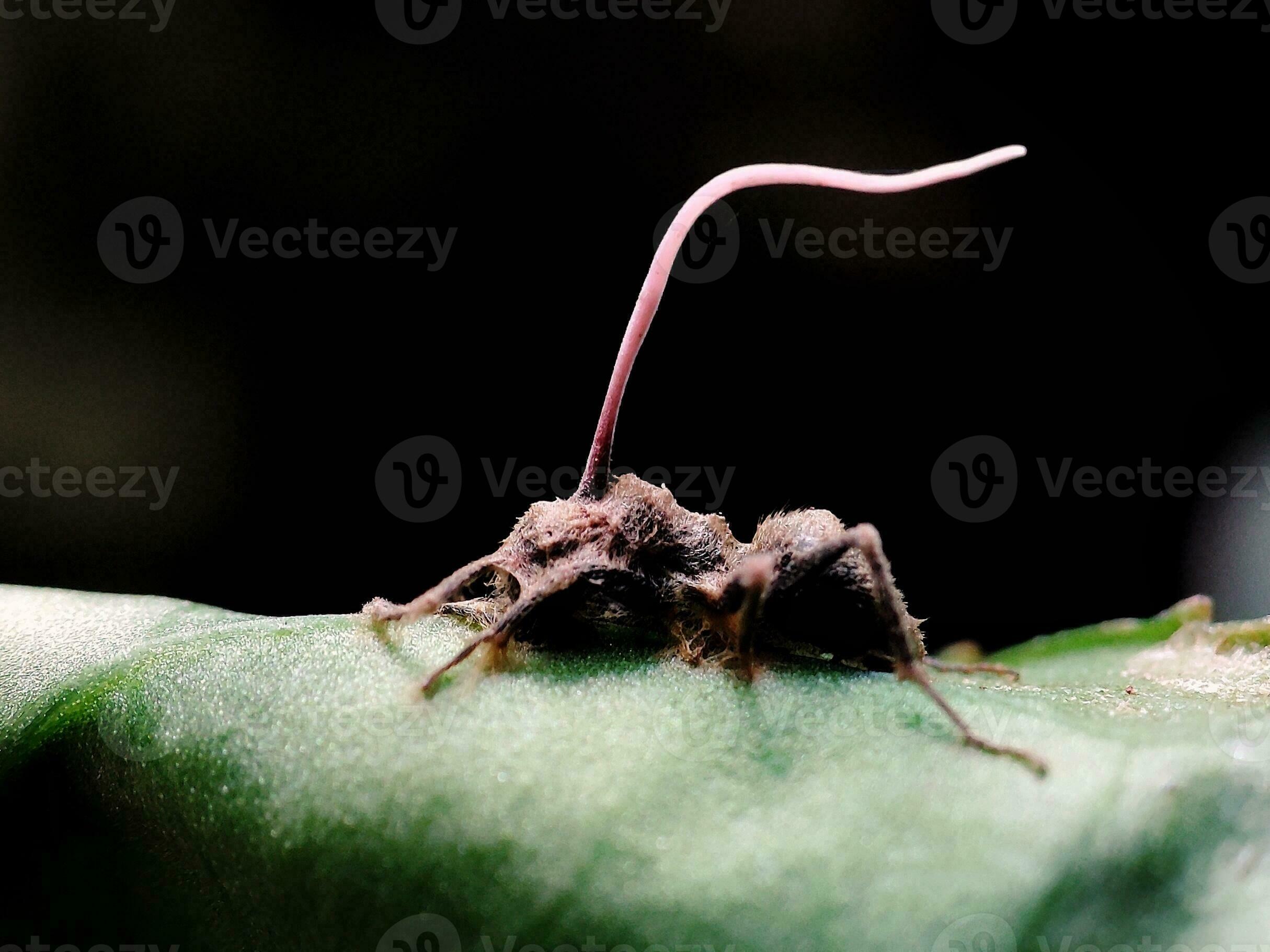 A dead ant infected with the Cordyceps fungus, also known as the zombie