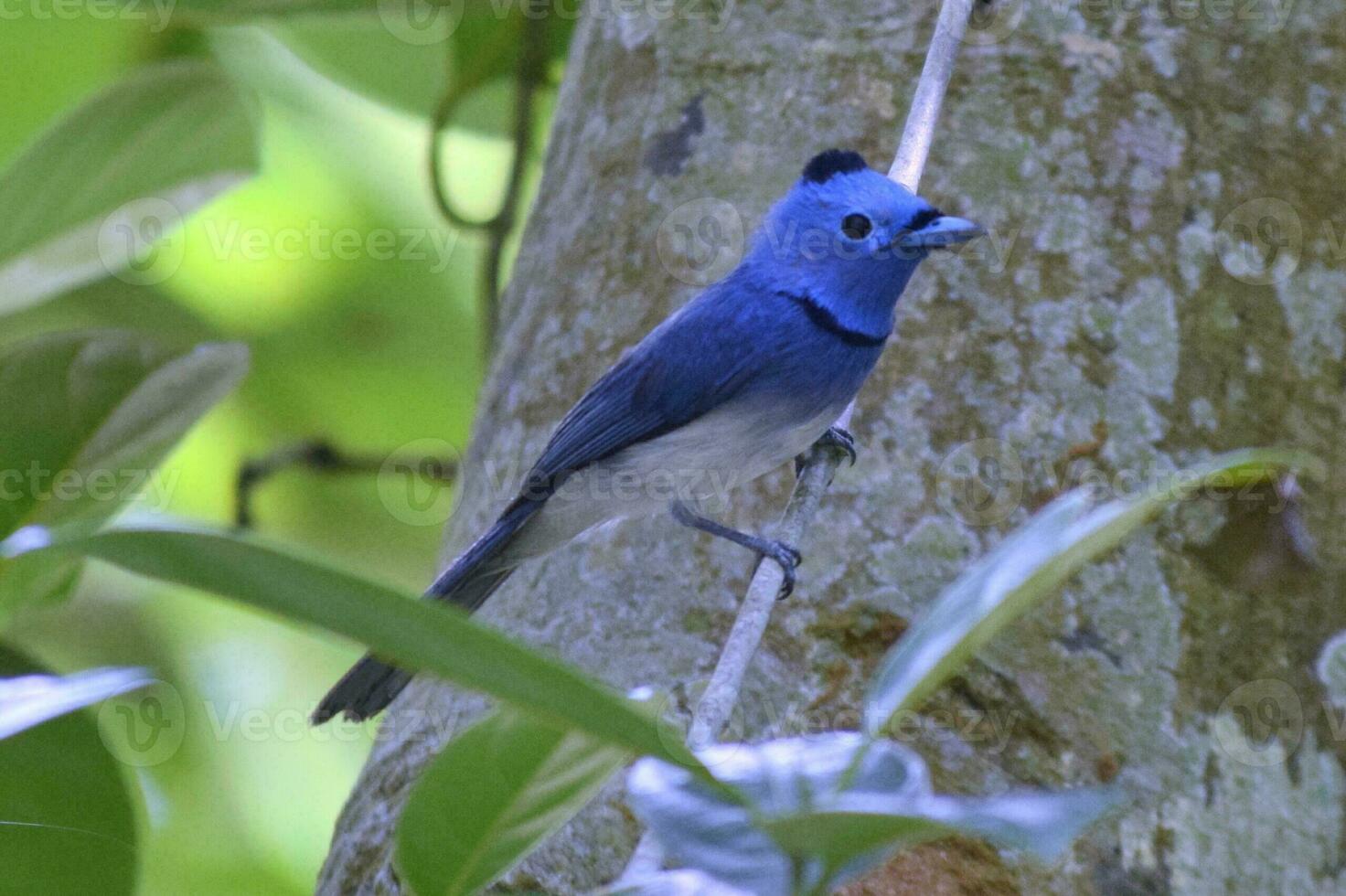 Blue bird on the branch. photo