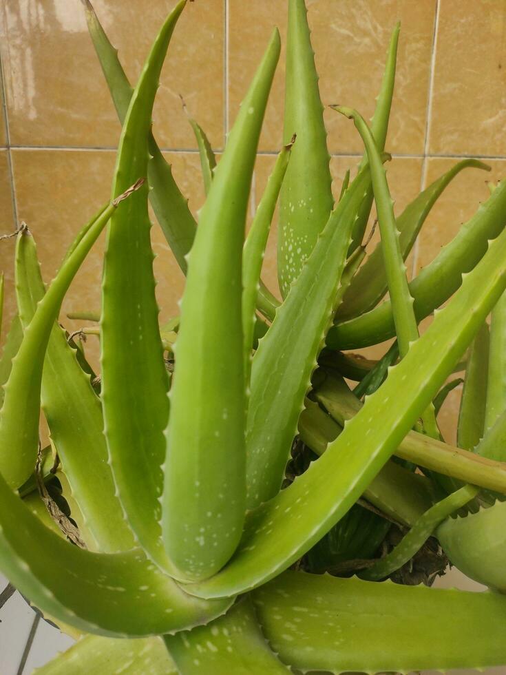 Aloe vera is a succulent plant species of the genus Aloe plant. photo