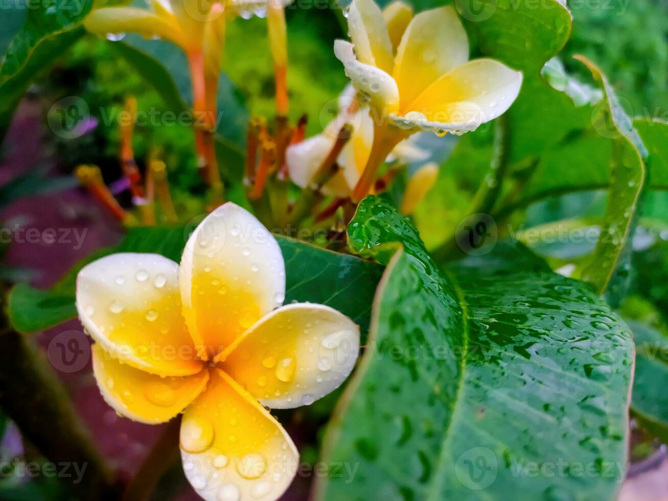 blanco frangipani flores floración después el lluvia foto