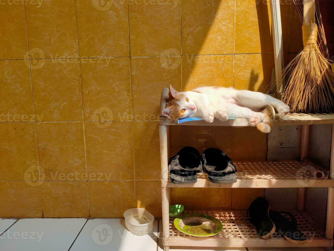 the cat is relaxing on the shoe rack photo