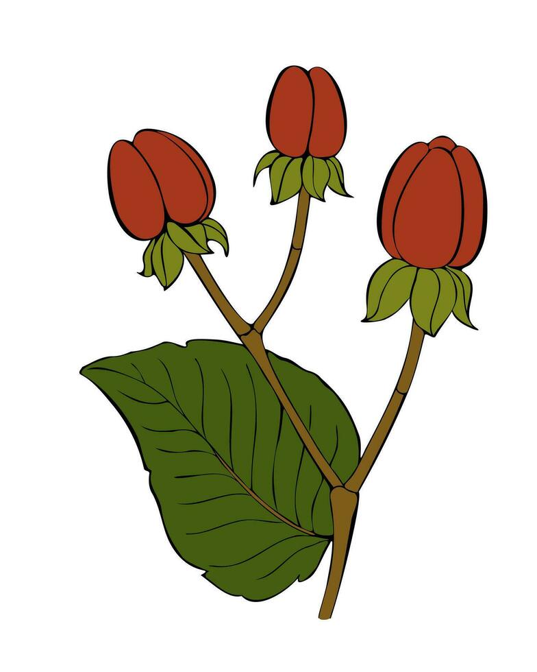 Hypericum androsaemum sketch hand drawn, with berry and leaf. vector