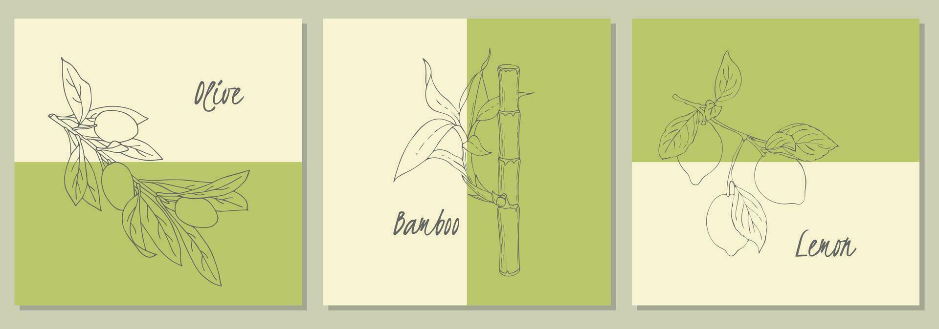 Banner set with hand drawn doodle Olive Bamboo Lemon. vector