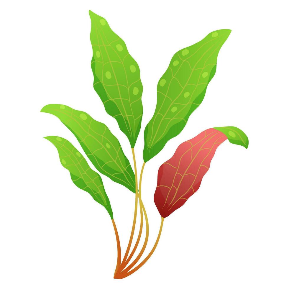 Sprig of algae with red green leaves. Aquarium plants vector illustration. underwater vegetation