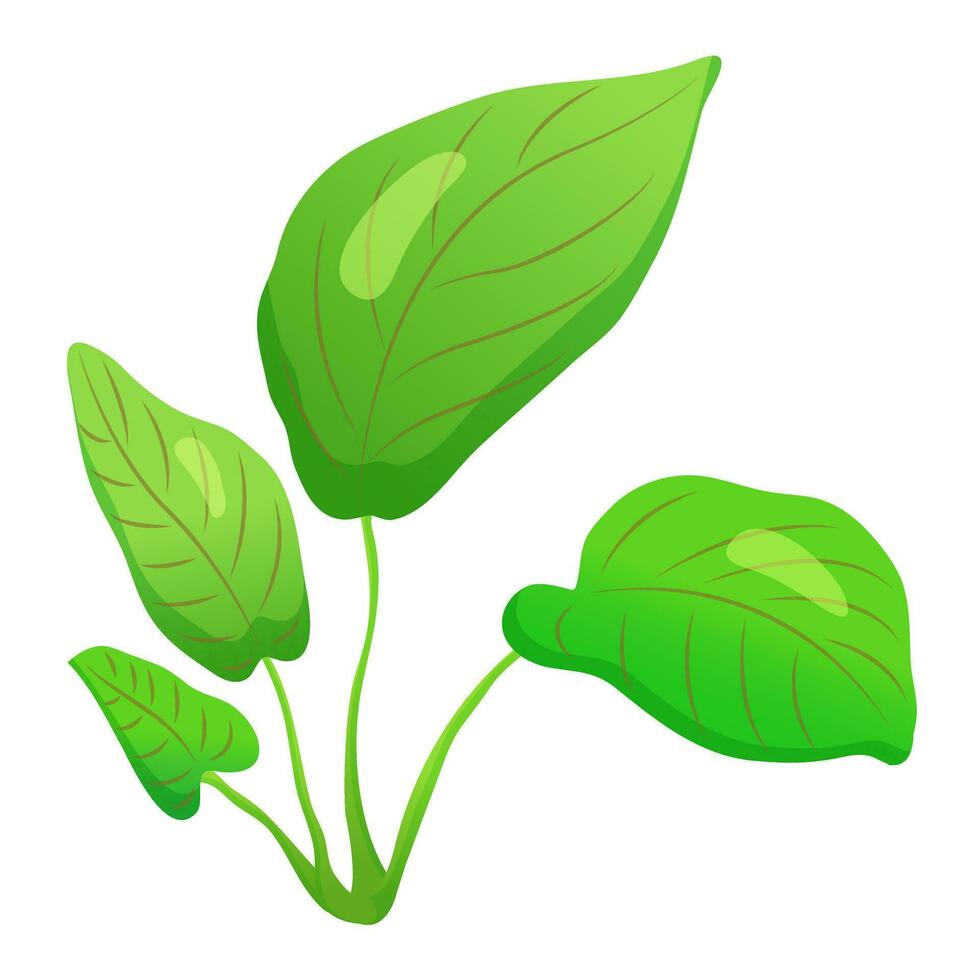 Sprig of algae with wide leaves. Aquarium plants vector illustration. Underwater vegetation