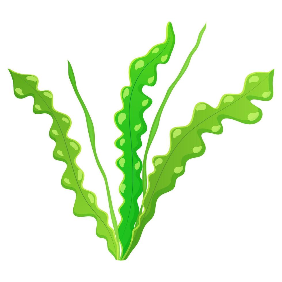 Algae wavy on white. Marine vegetation. Aponogeton for the aquarium. vector