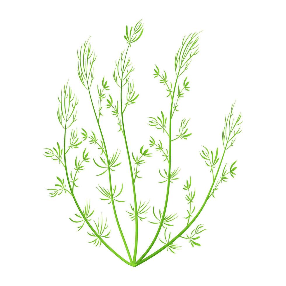 Marine green algae. Aquarium plant isolated on white background. Vector illustration hornwort
