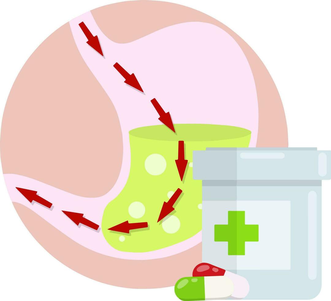 Human stomach. Internal organ of the body. Food and medicine route with red direction arrow. Medical care. X-ray of the belly. Digestive problems. Cartoon flat illustration vector