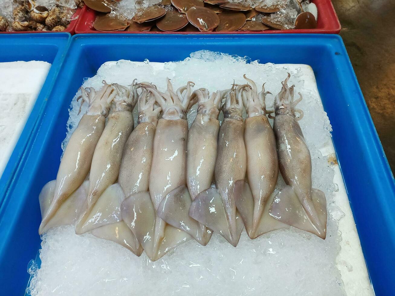 Row of splendid squids on ice in blue plastic box. photo