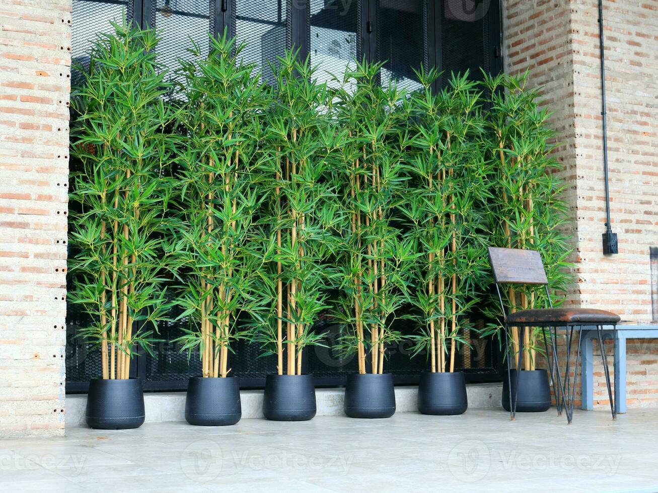 Japanese style of artificial bamboo tree in black pot in row and mirror behind. Outside front of modern building. photo