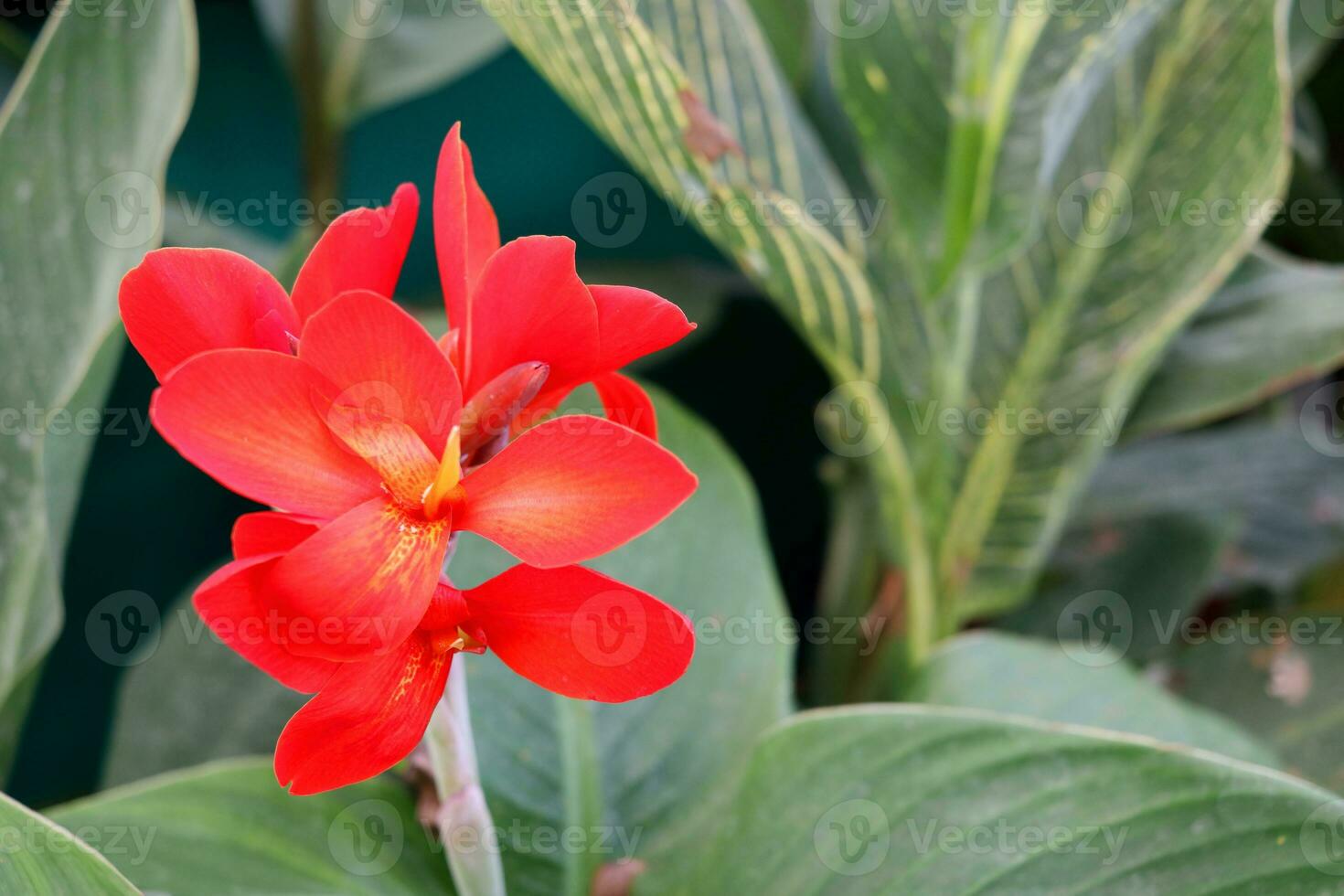 Bright red flower bleeding method of Canna or Canna lily blooming on bunch with green leaves. Another name is Edible Canna, Australian arrowroot, Indian short plant and Indian shoot. photo