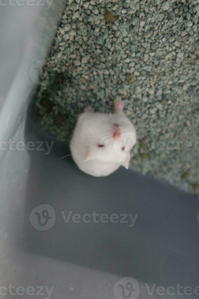 Adorable faces of little cute colorful hamsters photo