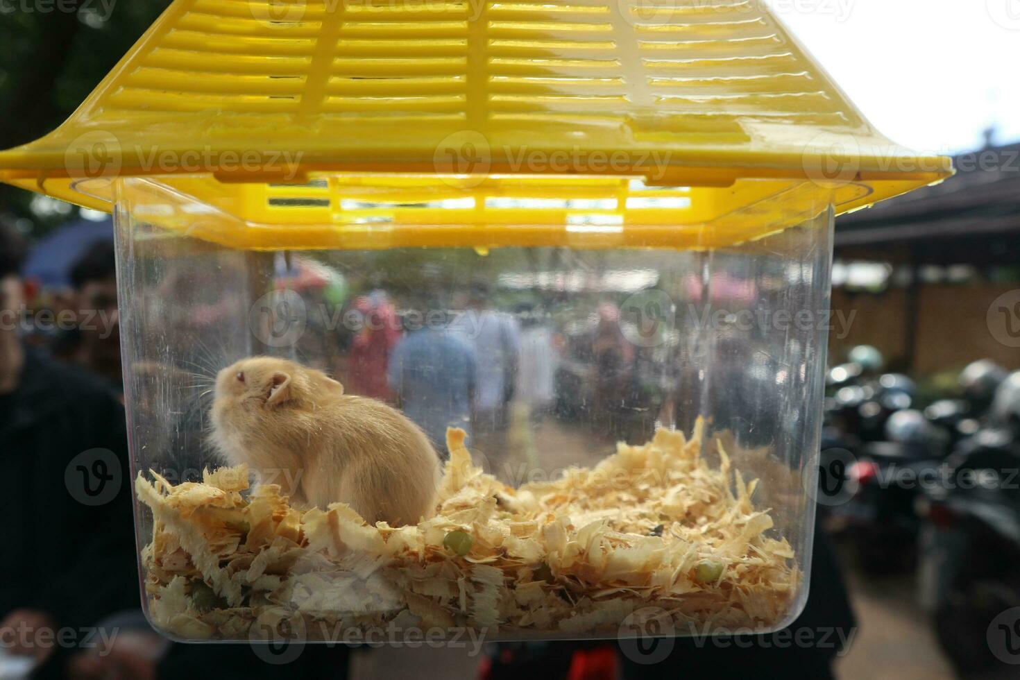 hamsters in a cage close up photo