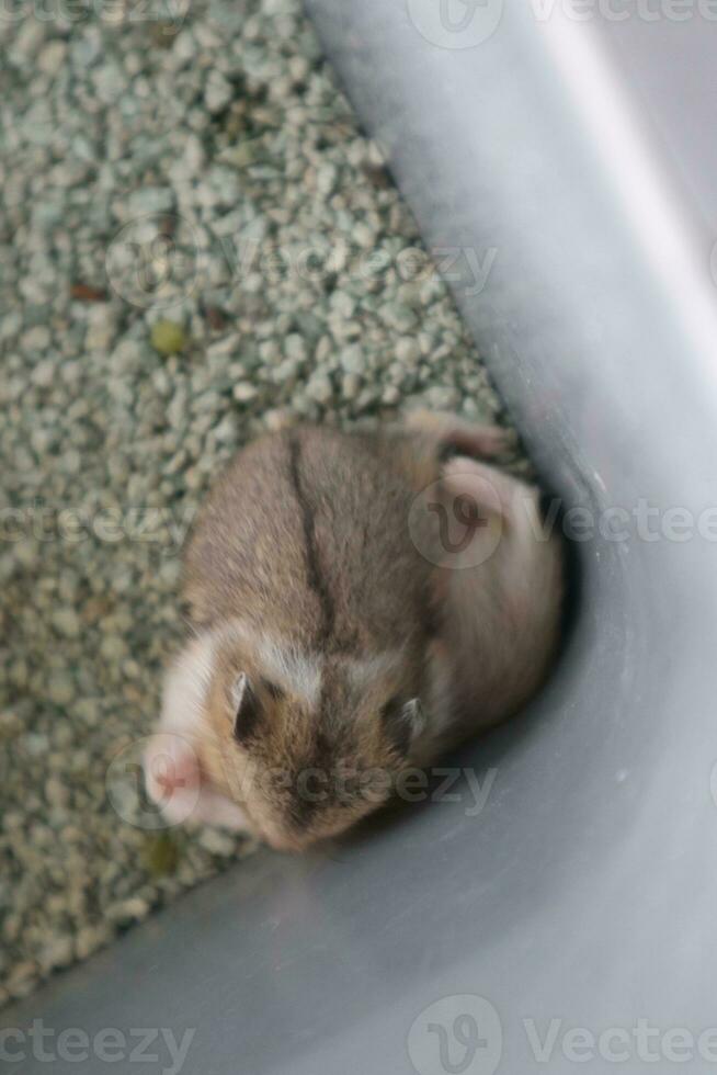 Adorable faces of little cute colorful hamsters photo