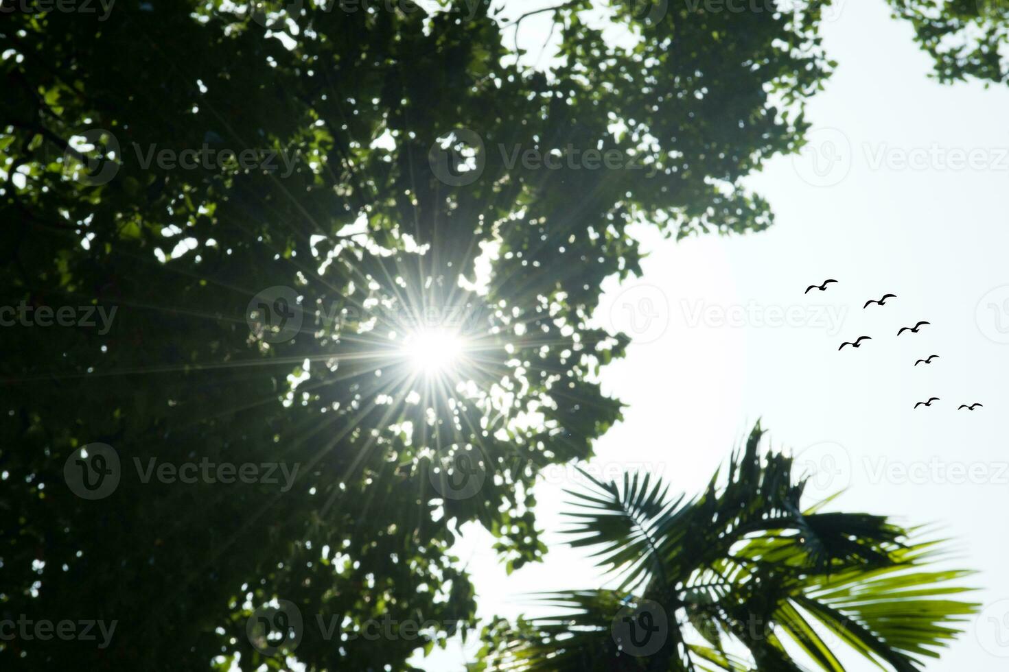 Sunlight through the branches of trees in the forest, Vintage tone, natural green background. photo