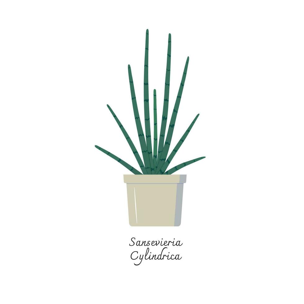 Collection of snake plants color flat vector.  Color illustrations vector of Sansevieria Cylindrica. Mother-in-Laws Tongue.