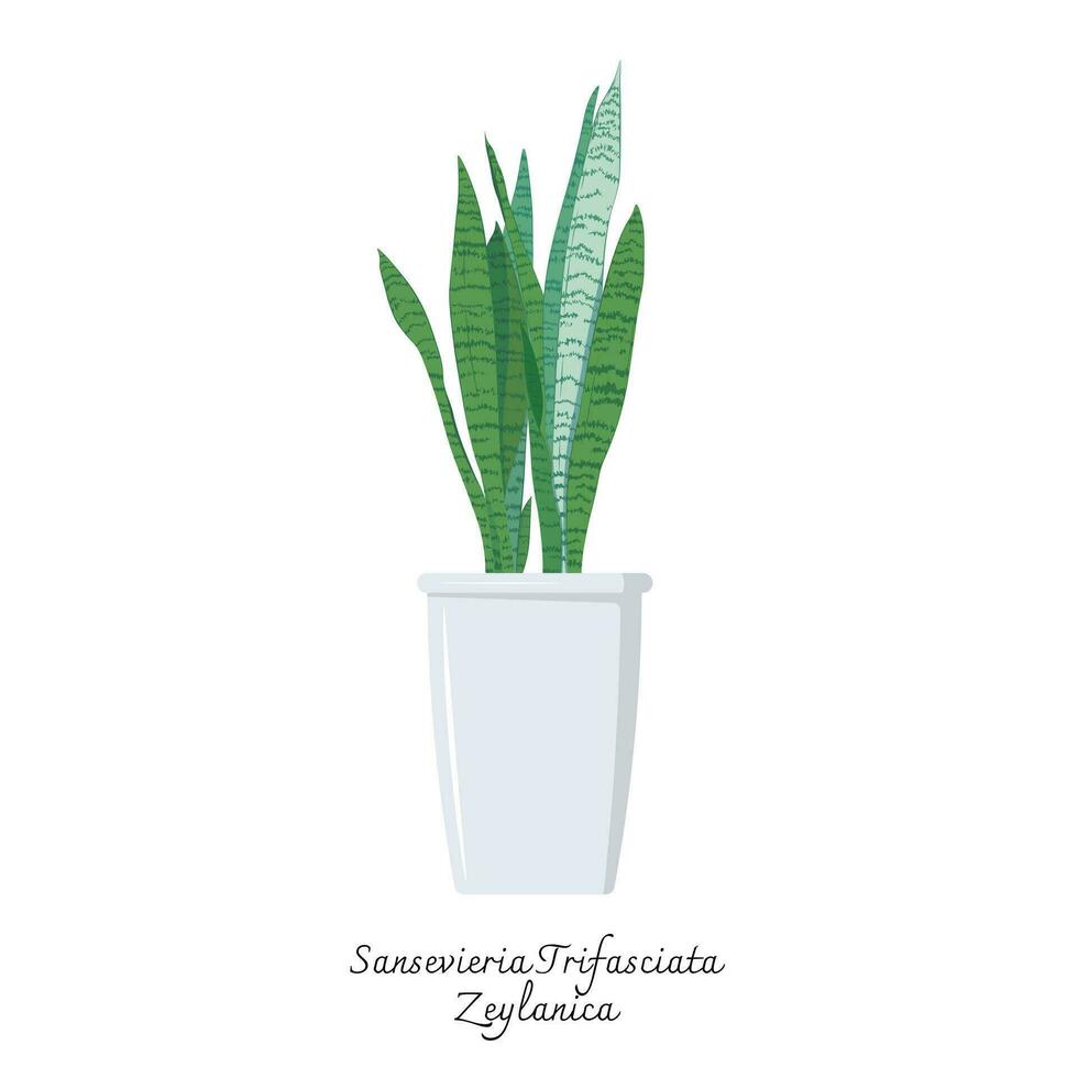 Collection of snake plants color flat vector.  Color illustrations vector of Sansevieria Trifasciata Zeylanica. Mother-in-Laws Tongue.