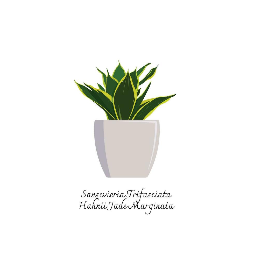 Collection of snake plants color lat vector.  Color illustrations vector of Sansevieria Trifasciata Hahnii Jade Marginata. Mother-in-Laws Tongue.