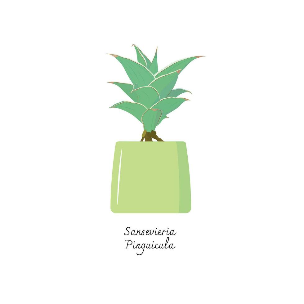 Collection of snake plants color flat vector.  Color illustrations vector of Sansevieria Trifasciata Pinguicula. Mother-in-Laws Tongue.