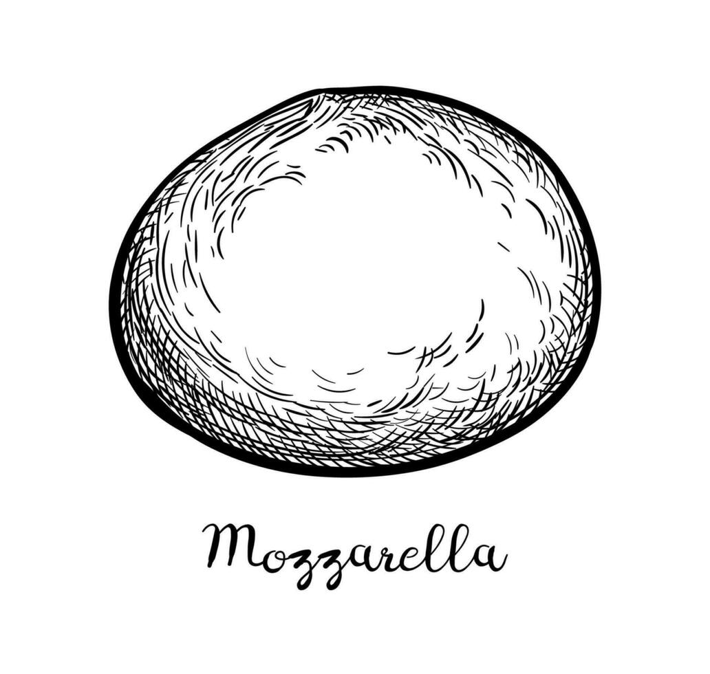 Mozzarella cheese. Ink sketch isolated on white background. Hand drawn