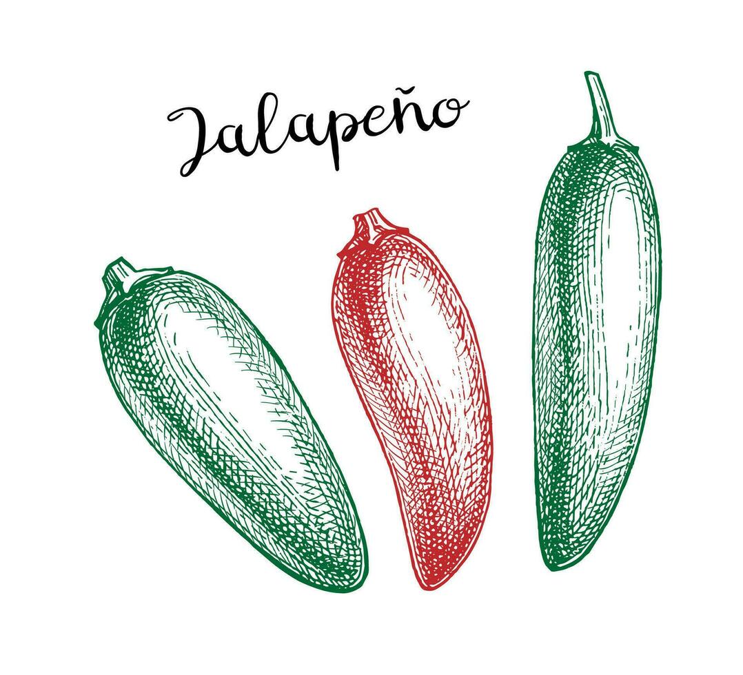 Jalapeno. Chili pepper pod. Ink sketch isolated on white background. Hand drawn vector illustration. Retro style.