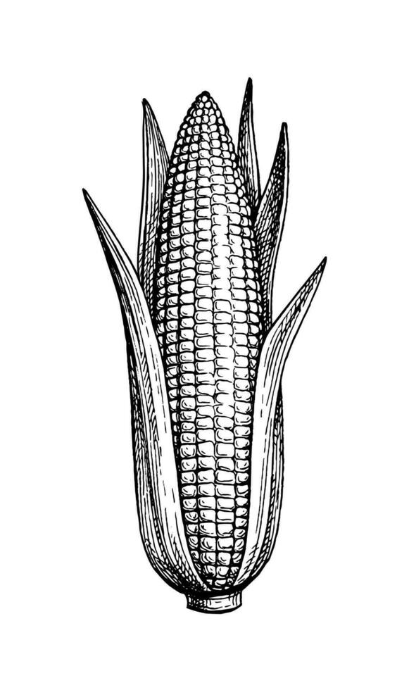 Ear of corn with leaves. Ink sketch of maize isolated on white background. Hand drawn vector illustration. Retro style.