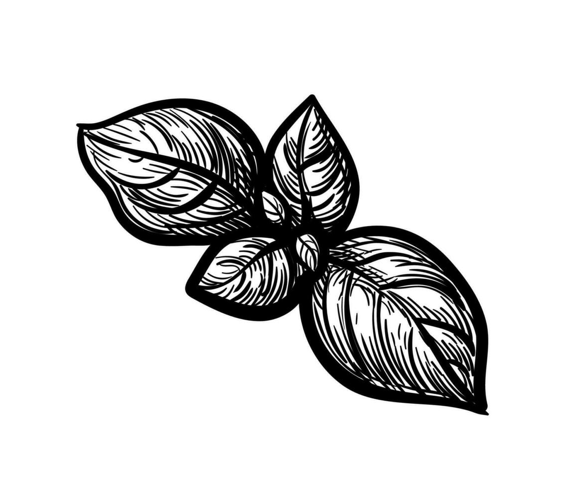 Basil ink sketch isolated on white background. Hand drawn vector illustration. Retro style.