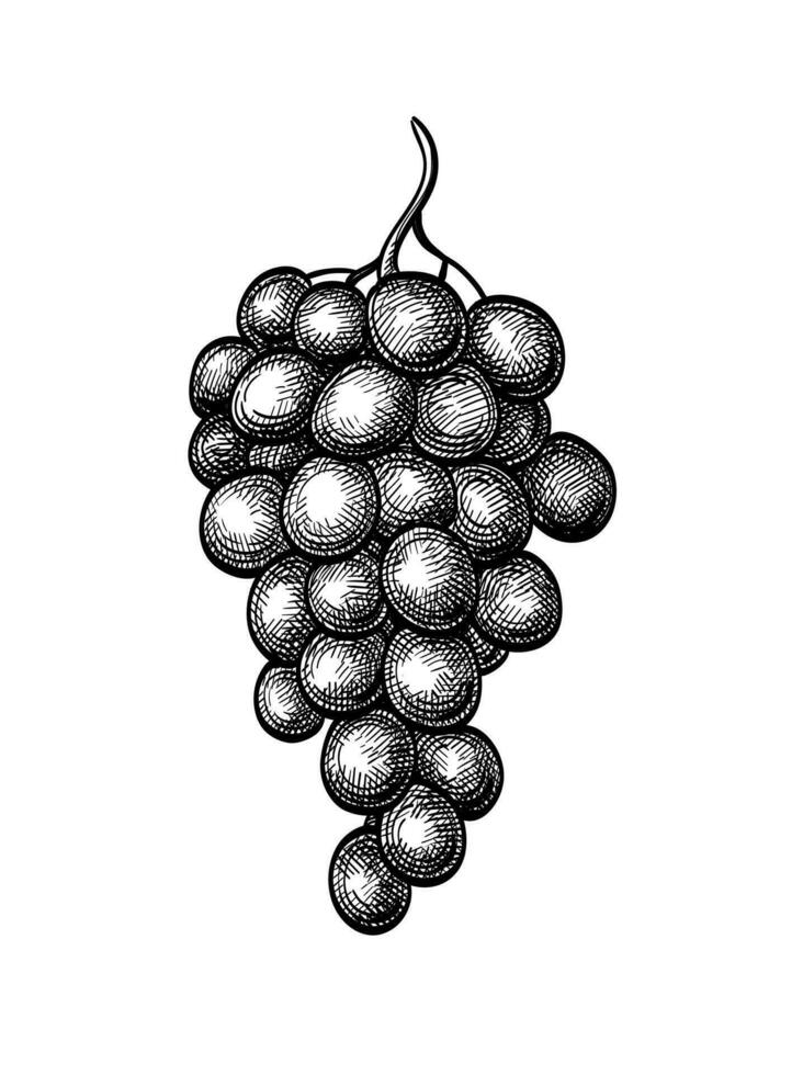 Bunch of grapes. Ink sketch isolated on white background. Hand drawn vector illustration. Vintage style stroke drawing.