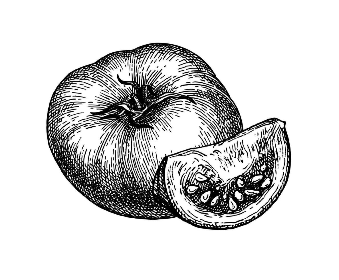 Ink sketch of tomatoes isolated on white background. Hand drawn vector illustration. Retro style.