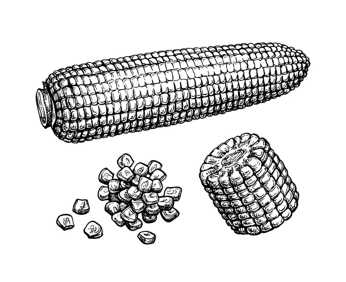 Corncob and handful of corn kernels. Ink sketch of maize isolated on white background. Hand drawn vector illustration. Retro style.