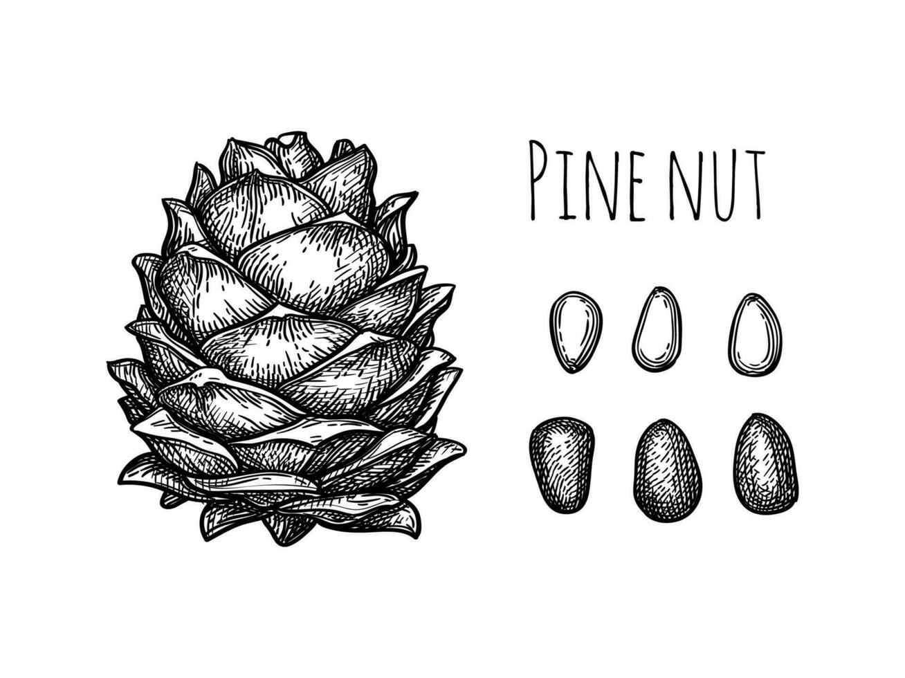Pine nut cone and nuts. Hand drawn ink sketch. vector
