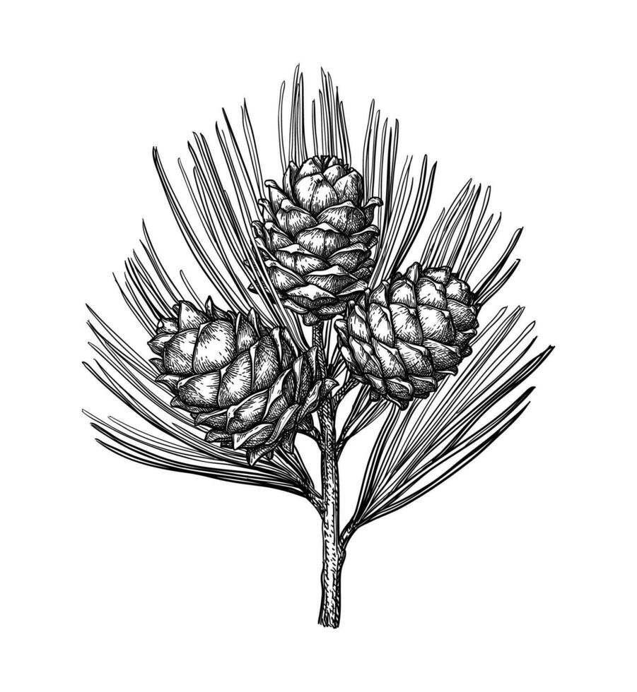 Pine nut. Hand drawn ink sketch. vector