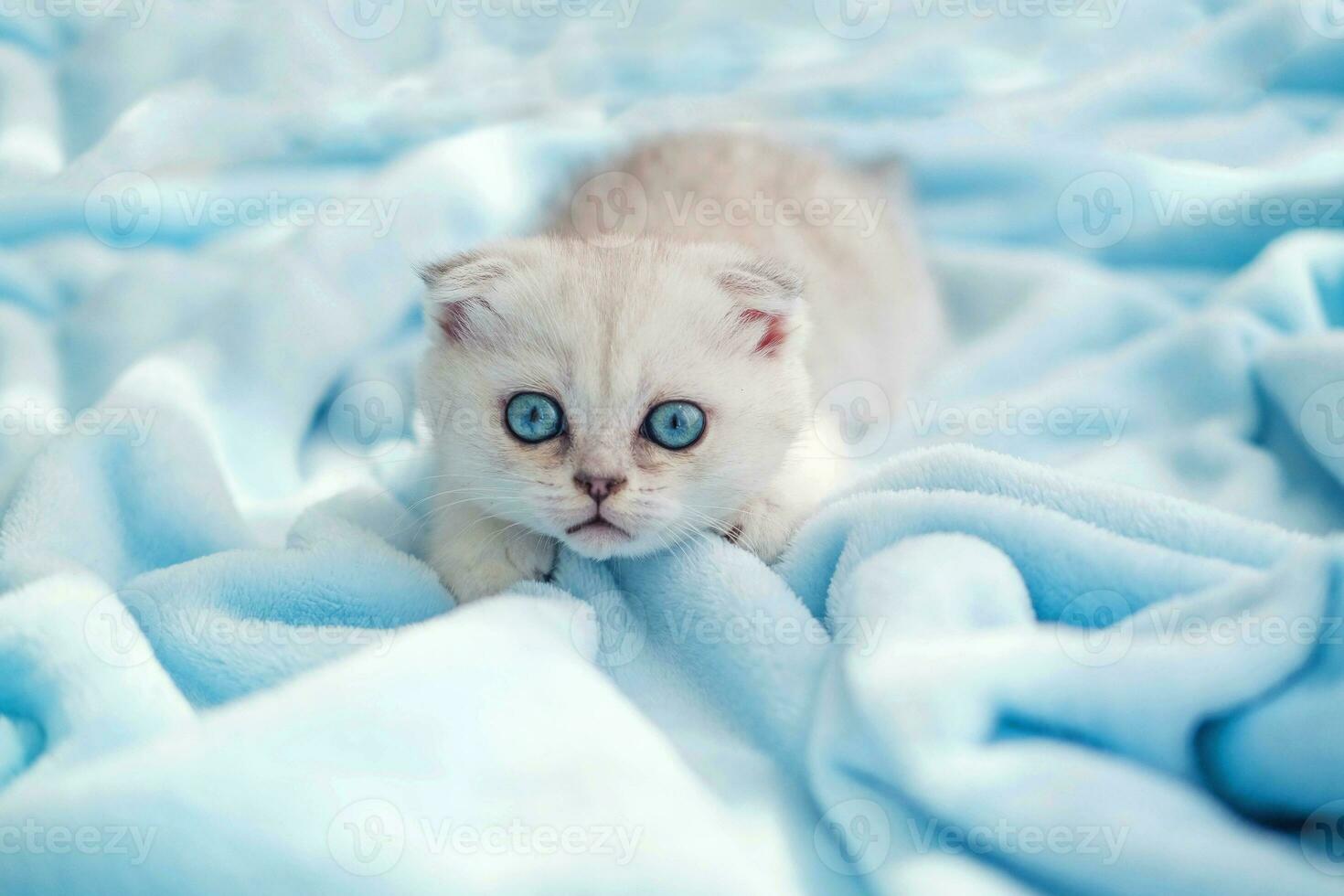 A beautiful little white-gray kitten with blue eyes lies on a bedspread. Cute scottish fold cat looking at the camera. Copy space. photo
